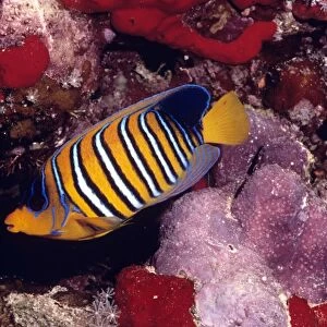 Regal Angel Fish - Red Sea - Indo Pacific