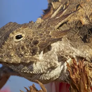 Regal Horned Lizard - Sonoran desert - Arizona - USA Regal Horned Lizard - Sonoran desert - Arizona - USA