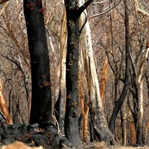 Regrow on Gum trees after bush fire JLR 33 Davies plain - Alpine National Park North East Victoria. Australia © Jean-Marc La-Roque / ardea. com