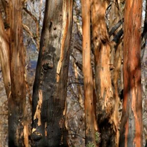 Regrow on Gum trees after bush fire JLR 34 Davies plain - Alpine National Park North East Victoria. Australia © Jean-Marc La-Roque / ardea. com