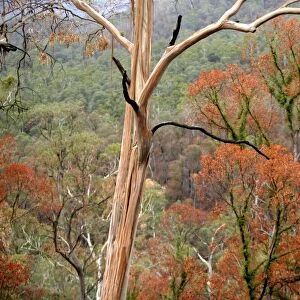 Regrow on Gum trees after bush fire JLR 39 Davies plain - Alpine National Park North East Victoria. Australia © Jean-Marc La-Roque / ardea. com