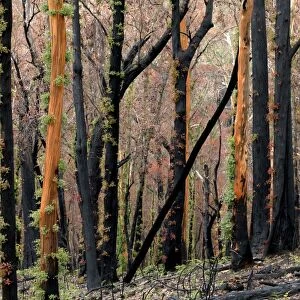 Regrow on Gum trees after bush fire JLR 40 Davies plain - Alpine National Park North East Victoria. Australia © Jean-Marc La-Roque / ardea. com