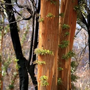 Regrow on Gum trees after bush fire JLR 41 Davies plain - Alpine National Park North East Victoria. Australia © Jean-Marc La-Roque / ardea. com