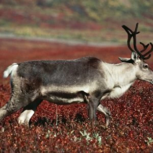 Reindeer / Barren Ground Caribou - female