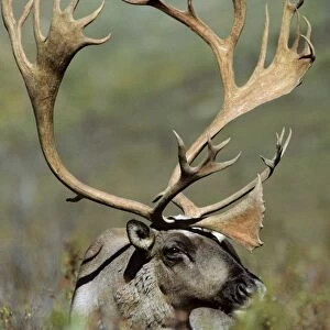 Reindeer / Caribou - bull. Denali National Park, Alaska. MJ45