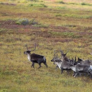 Reindeer / Caribou - Seward Peninsula