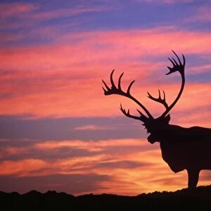 Reindeer / Caribou - at sunset
