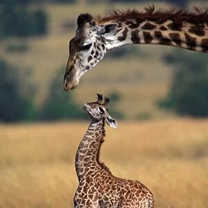 Reticulated Giraffe - adult with newborn calf, showing umbilical cord