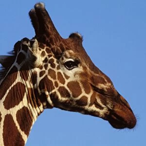 Reticulated Giraffe - close up of face