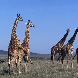 Reticulated Giraffe - group, with pair mating