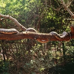 Reticulated Python - longest snake in the world