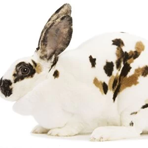 Rex Tricolor Rabbit