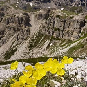 Rhaetian Poppy on the Tre Cime de Lavaredo, Dolomites, Italy