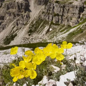 Rhaetian Poppy on the Tre Cime de Lavaredo, Dolomites, Italy