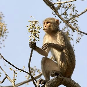 Rhesus Macaque Monkey - female sitting in tree, eating fruit. Bandhavgarh NP, India. Distribution: Afghanistan to northern India and southern China