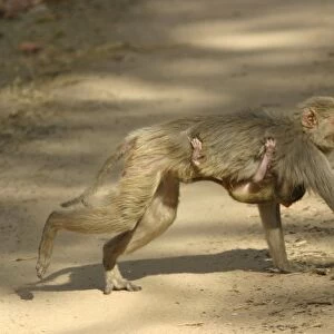 Rhesus Macaque Monkey - female walking, carrying young. Side view. Bandhavgarh NP, India. Distribution: Afghanistan to northern India and southern China