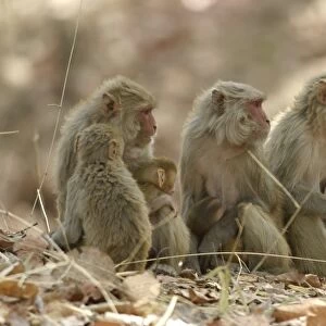 Rhesus Macaque Monkey - nursing female group, suckling young. Bandhavgarh NP, India. Distribution: Afghanistan to northern India and southern China
