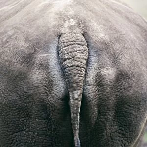 Rhino - Backside