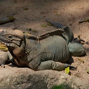 Rhinoceros / Rock Iguana - A vulnerable and shy species found on Hispaniola in the Caribbean. Lives underground but basks in the morning and evening sun. Hunted for food and for the pet trade. Eaten by feral cats, dogs, pigs and mongoose