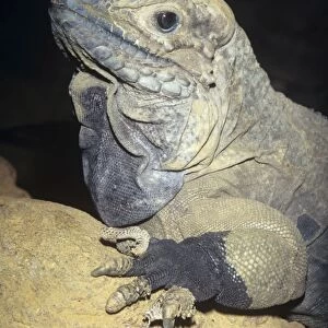 Rhinocerous Iguana - endangered Dominican Republic & Haiti