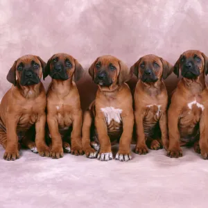 Rhodesian Ridgeback Dog - puppies in a row