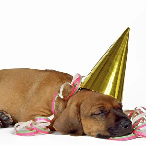 Rhodesian Ridgeback Dog - puppy asleep wearing party hat and streamer