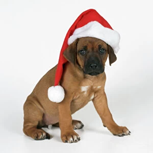 Rhodesian Ridgeback Dog - puppy wearing Christmas hat