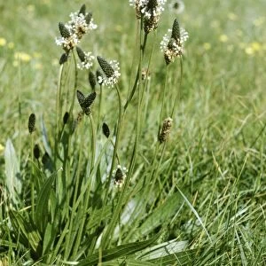 Ribwort Plantain Also known as: soldiers and sailors, fighters, hard-heads, fire-weed. Widespread and common throughout Britain also occurs in much of Europe, except the far north, North Africa, and north and central Asia