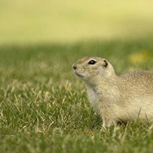 Richardson's Ground Squirrel Side view with head up in alert posture Montana. USA