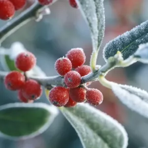 Rimed berries of the holly - Frosted Rimed berries of the holly - Frosted