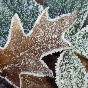 Rimed Oak Leaf - with frost Staphorst forest, The Netherlands Rimed Oak Leaf - with frost Staphorst forest, The Netherlands