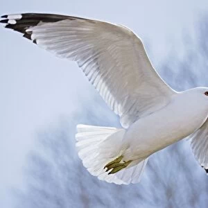 Ring-billed Gull - Adult soaring - Most commonly seen gull - especially inland New York - USA