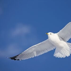 Ring-billed Gull - adult soaring in flight - New York - USA
