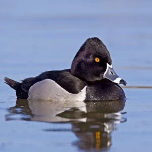 Ring-necked Duck - male - April - Arizona - USA