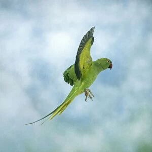 Ring-necked / Rose-ringed Parakeet In flight, side view, wings up