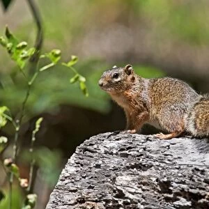 Ring-tailed Ground Squirrel. La Bajada, Mexico in March