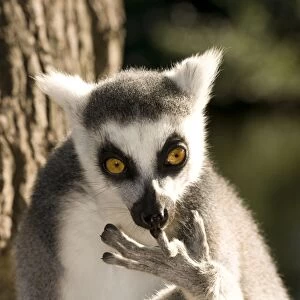 Ring-tailed Lemur - cleaning fingers