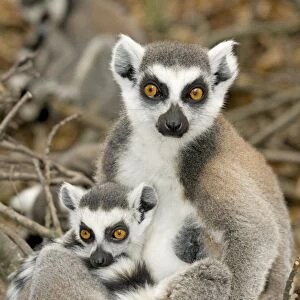 Ring-tailed Lemur - female with baby