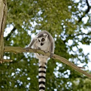 Ring-tailed Lemur - sitting on branch in tree