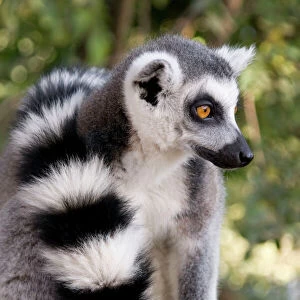 Ring-tailed Lemur - with tail wrapped around body