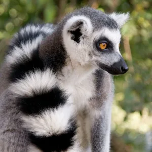 Ring-tailed Lemur - with tail wrapped around body