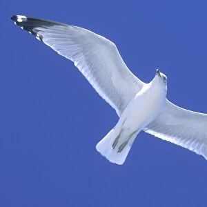 Ringed-Billed Gull - In flight, soaring on wind South Carolina Coast, USA