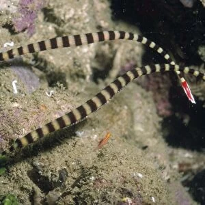 Ringed Pipefish - with eggs Indonesia