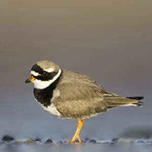Ringed Plover Ground level view of adult bird in winter on sandy beach. Cleveland, UK