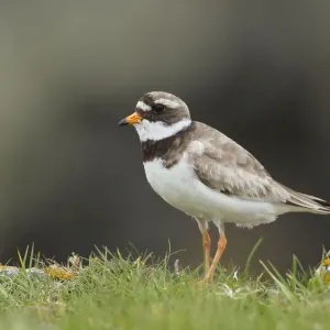 Ringed Plover - standing amongst grass on cliffs edge - Shetland Islands - Scotland - UK Ringed Plover - standing amongst grass on cliffs edge - Shetland Islands - Scotland - UK