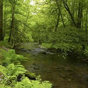 River Lyd - Lydford Gorge Dartmoor National Park Devon, UK LA000238