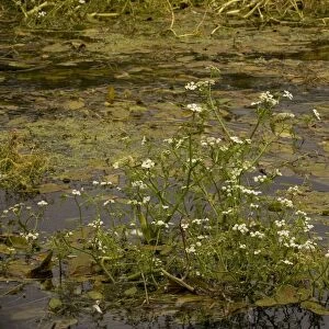 River water-dropwort (Oenanthe fluviatilis) in River Piddle, Dorset