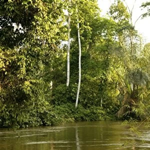 Riverine Forest / Rainforest Congo, Central Africa