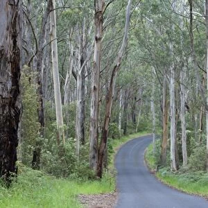 Road in Wet Sclerophyll Forest - a road cuts through magnificent forest consisting of mainly Mountain Ash trees - Cape Otway, Victoria, Australia