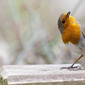 Robin - adult in aggressive posture singing - Wiltshire - England - UK
